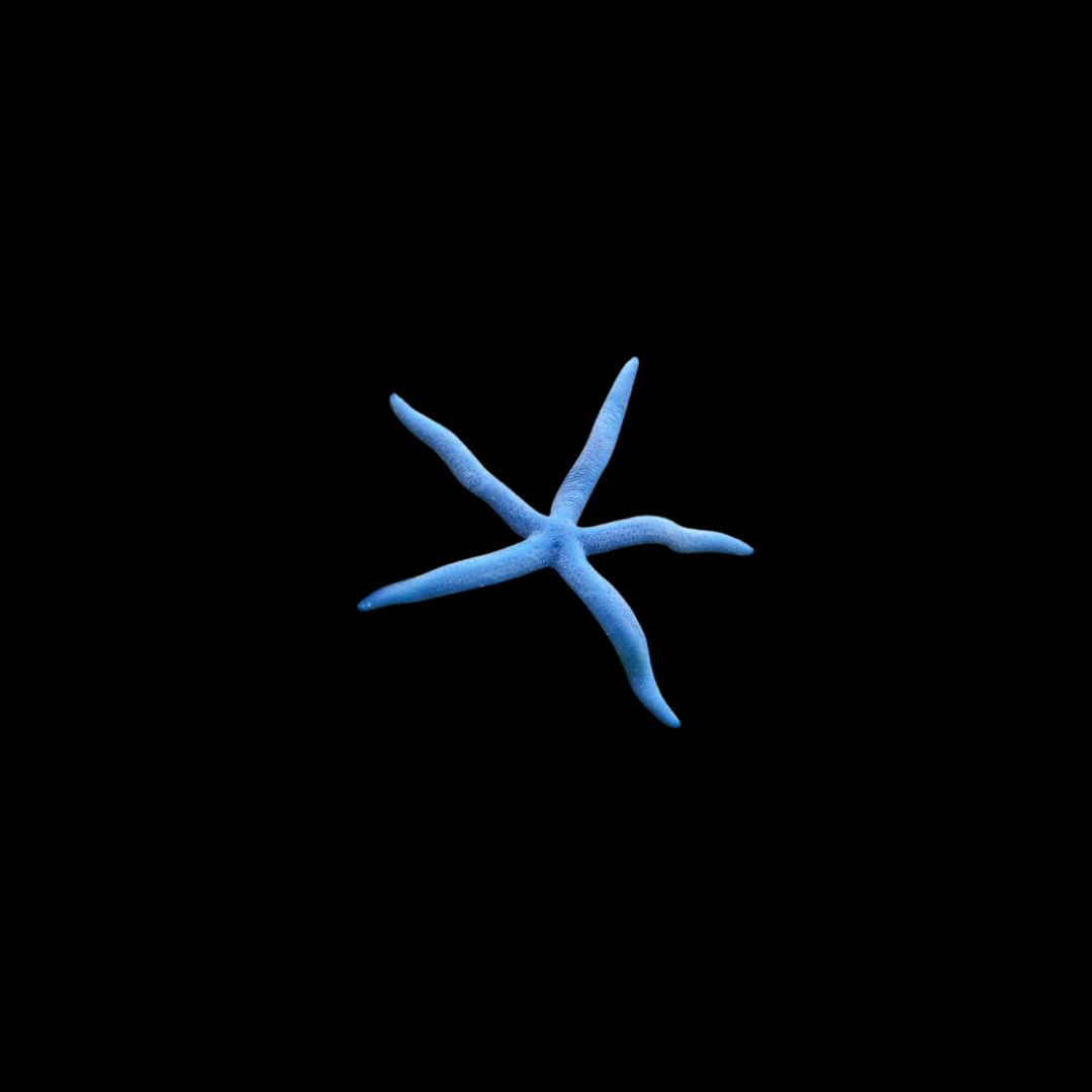 Blue Linckia Starfish (Linckia laevigata)
