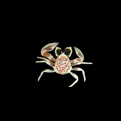 Porcelain Crab (Neopetrolisthes oshimai)