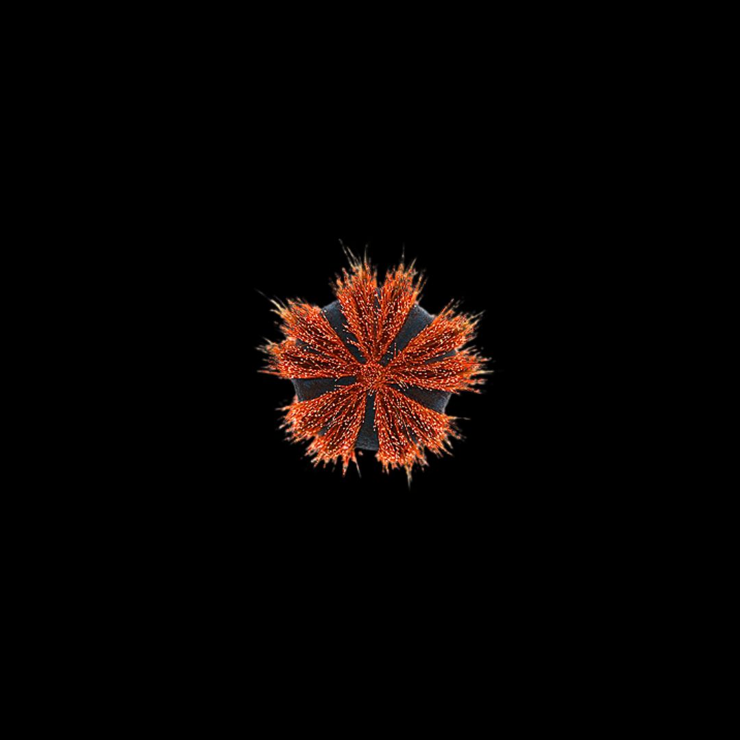 Red Tuxedo Urchin (Mespilia globulus)
