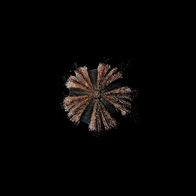 Tuxedo Urchin (Mespilia globulus)