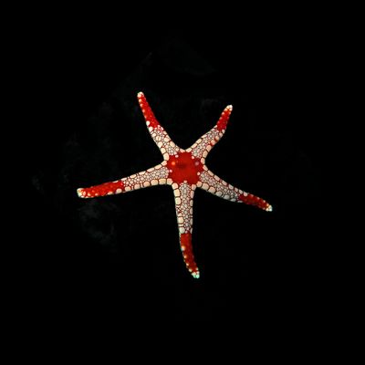 Tiled Starfish (Fromia Monilis)