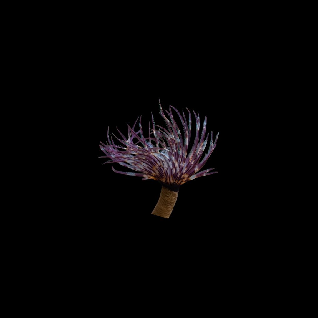 Purple Spiral Feather Duster Worm (Sabellastarte sp.)