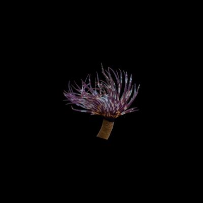 Purple Spiral Feather Duster Worm (Sabellastarte sp.)