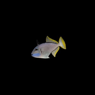 Blue Throat Triggerfish (Xanthichthys Auromarginatus)