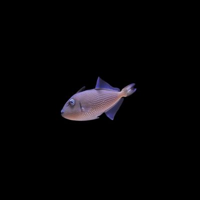 Blue Throat Triggerfish (Xanthichthys Auromarginatus)