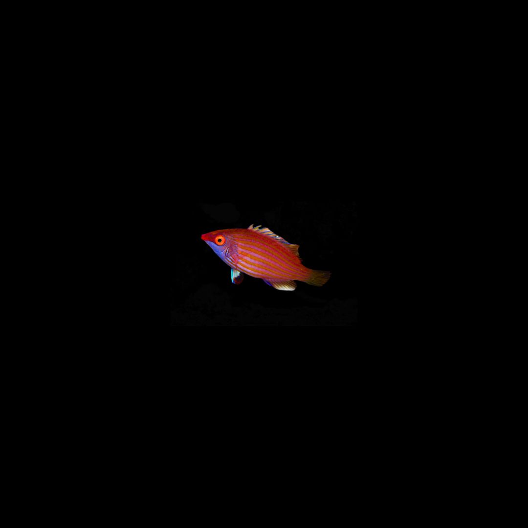 Pink Streak Wrasse (Pseudocheilinops Ataenia)