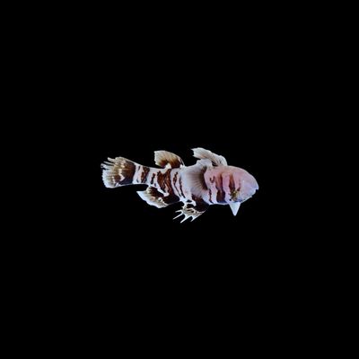 White Tiger Goby (Priolepis Nocturna)