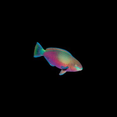 Quoyi Parrot Fish (Scarus Quoyi)