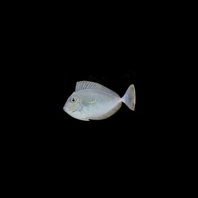 Vlamingi Tang (Naso Vlamingii)