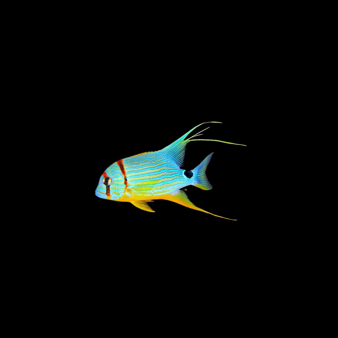 High-fin Snapper (Symphorichthys Spilurus)