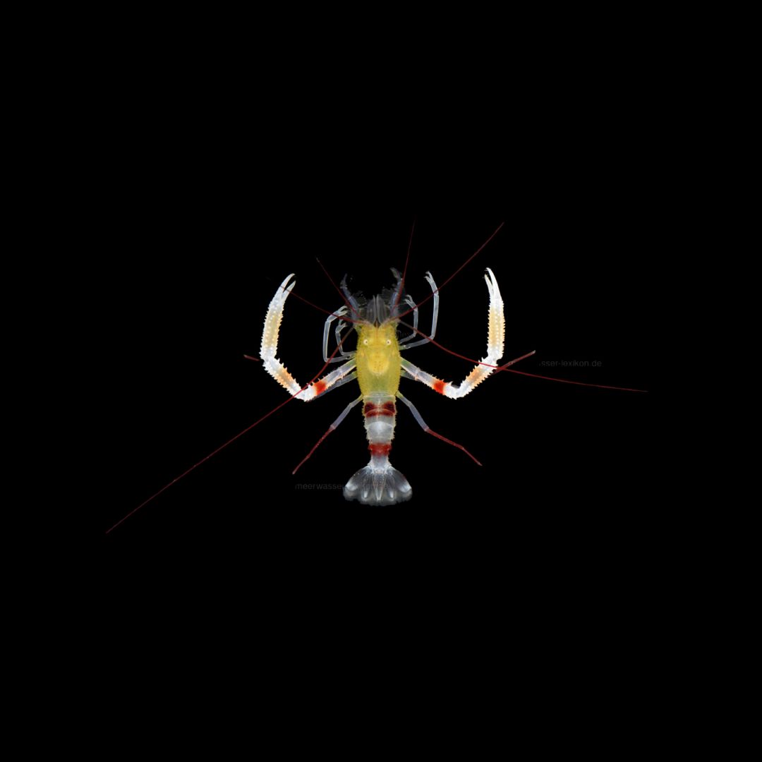 Gold-banded Coral Shrimp (Stenopus Zanzibaricu)