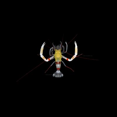 Gold-banded Coral Shrimp (Stenopus Zanzibaricu)