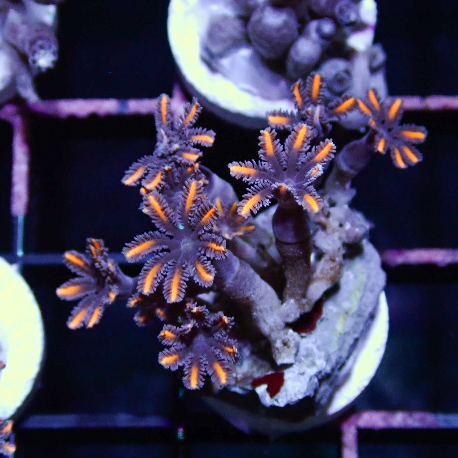 Orange Clove Polyp Coral - Frag (Clavularia Spp.)