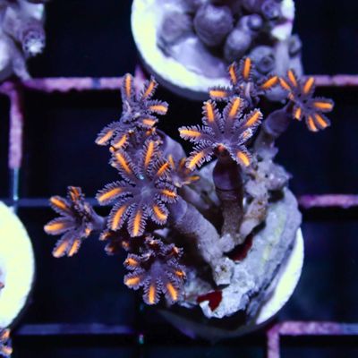 Orange Clove Polyp Coral - Frag (Clavularia Spp.)