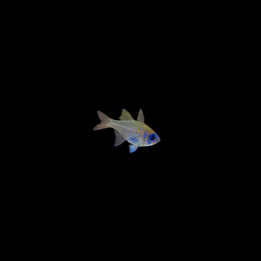 Blue eye Cardinalfish (Zoramia Leptacanthus)