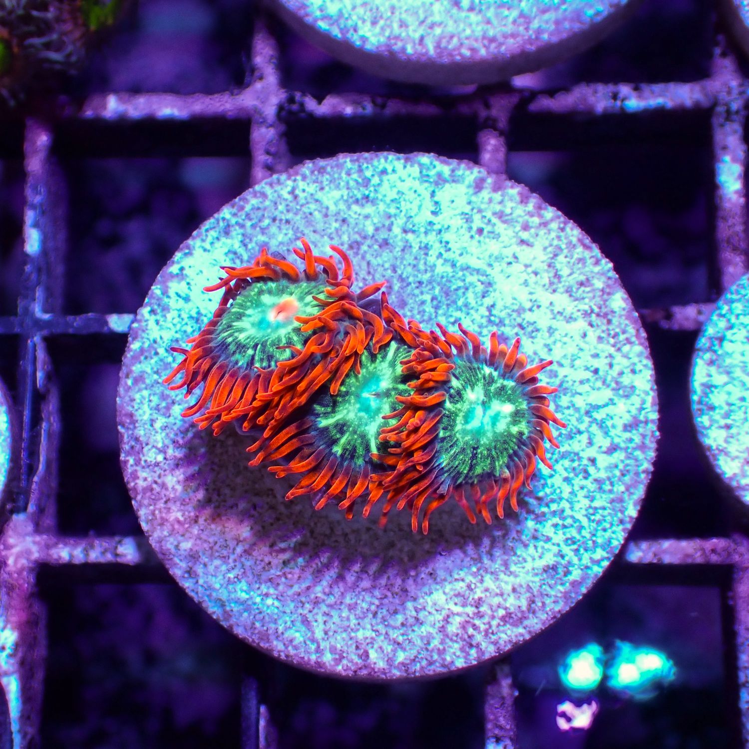 Astral Shift - Frag  (Zoanthid Spp.)