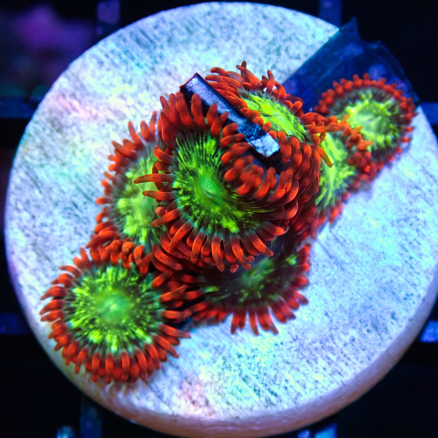 Astral Shift - Frag  (Zoanthid Spp.)