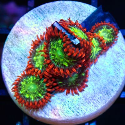 Astral Shift - Frag  (Zoanthid Spp.)