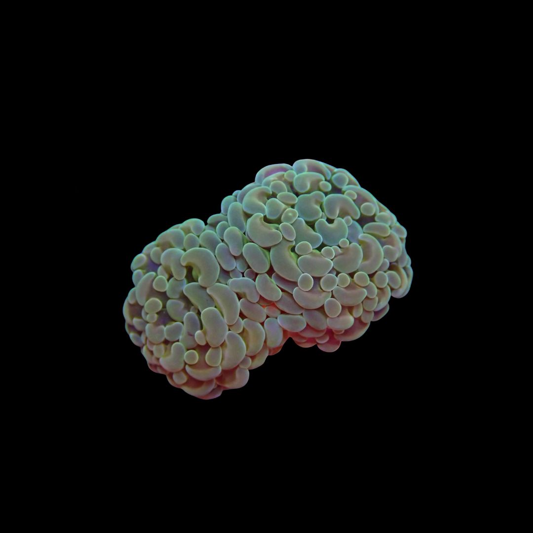 AI Gold Chameleon Frammer (Fimbriaphyllia Sp.)