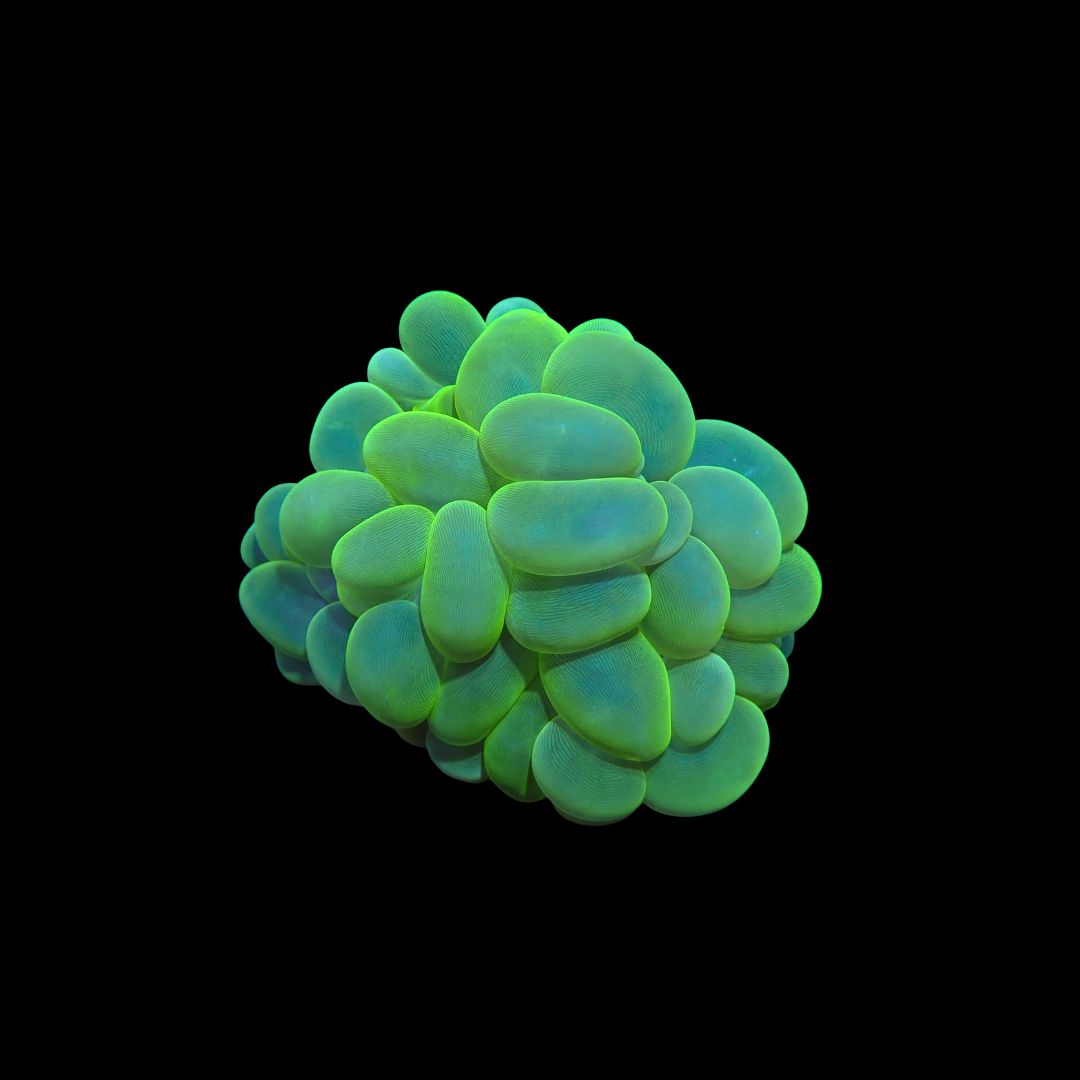 Metallic Green Bubble Coral (Plerogyra Sinuosa)