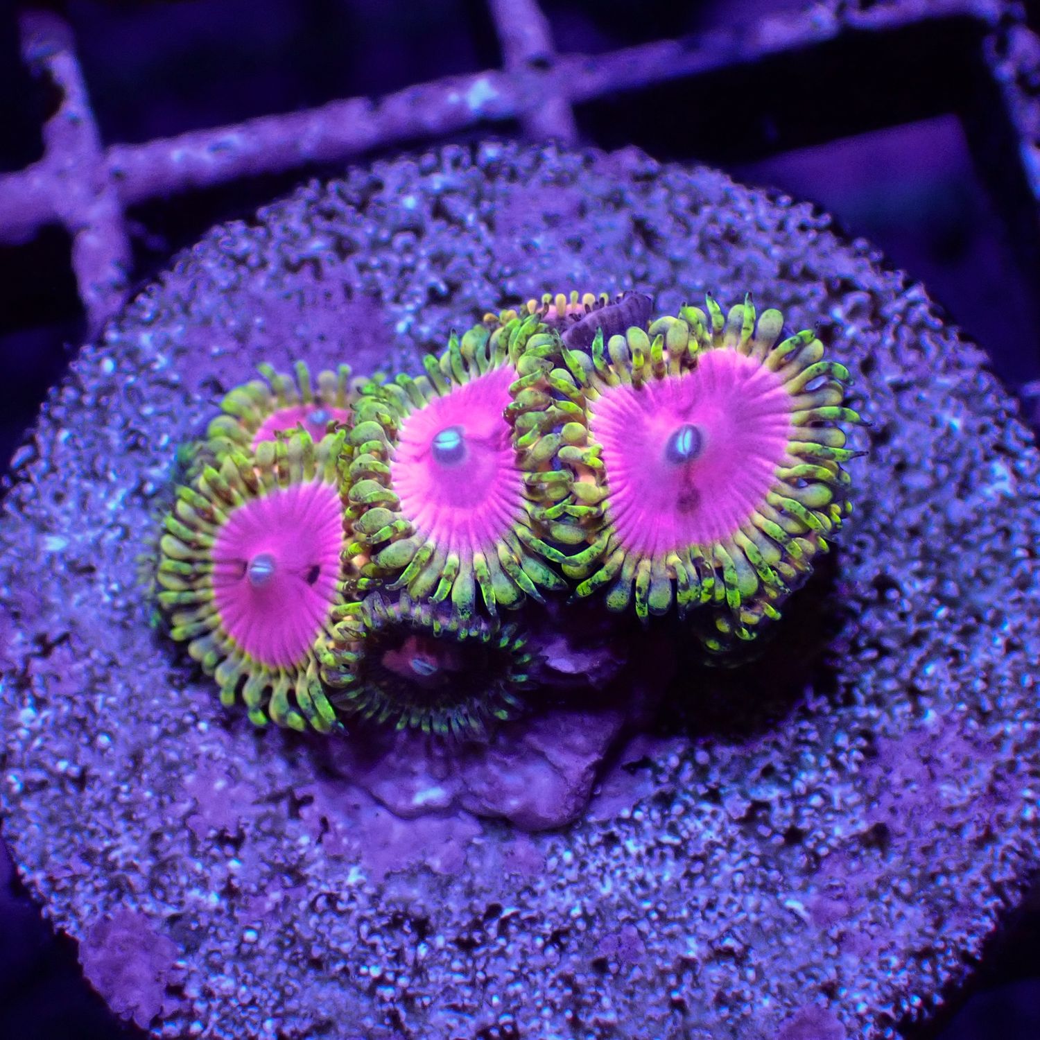 Kamikaze Kush Per Polyp (Zoanthid Sp.)