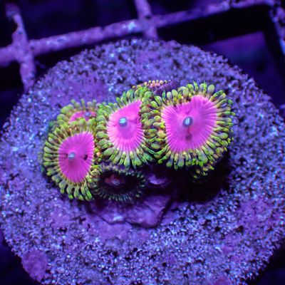Kamikaze Kush Per Polyp (Zoanthid Sp.)
