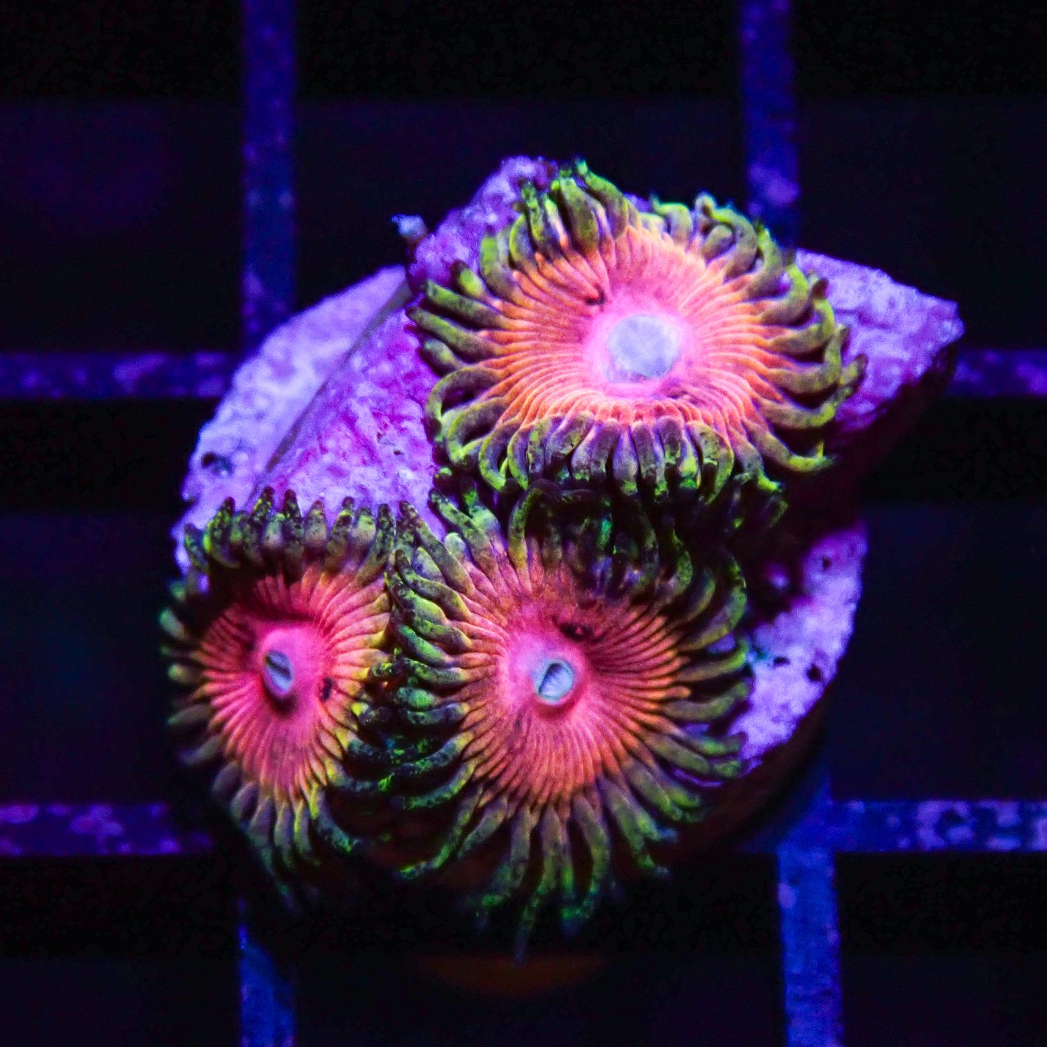 Kamikaze Kush Per Polyp (Zoanthid Sp.)
