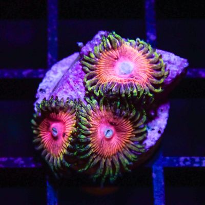 Kamikaze Kush Per Polyp (Zoanthid Sp.)