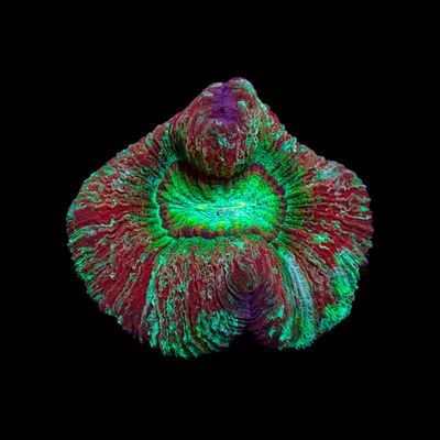 Wellso Folded Brain Coral 6 (Trachyphyllia radiata)