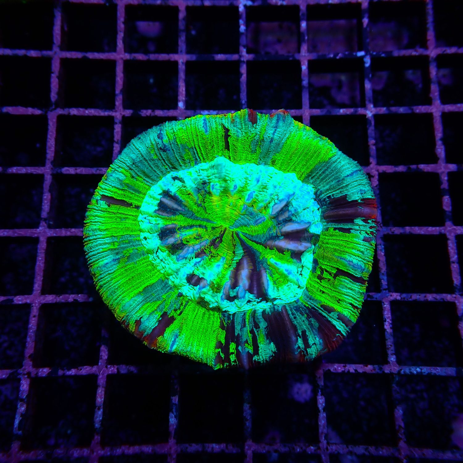 Wellso Folded Brain Coral 6 (Trachyphyllia radiata)