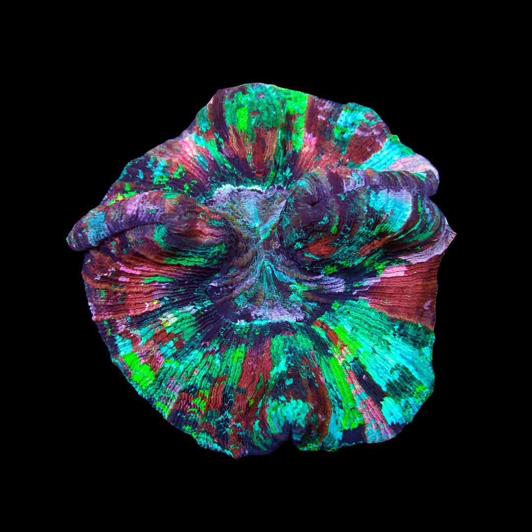 Rainbow Folded Brain 3 (Trachyphyllia radiata)