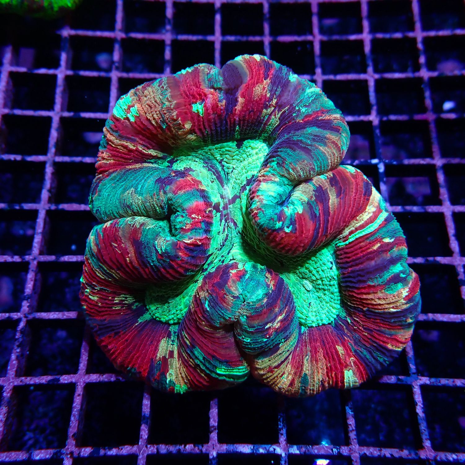 Rainbow Folded Brain 3 (Trachyphyllia radiata)