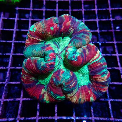 Rainbow Folded Brain 3 (Trachyphyllia radiata)
