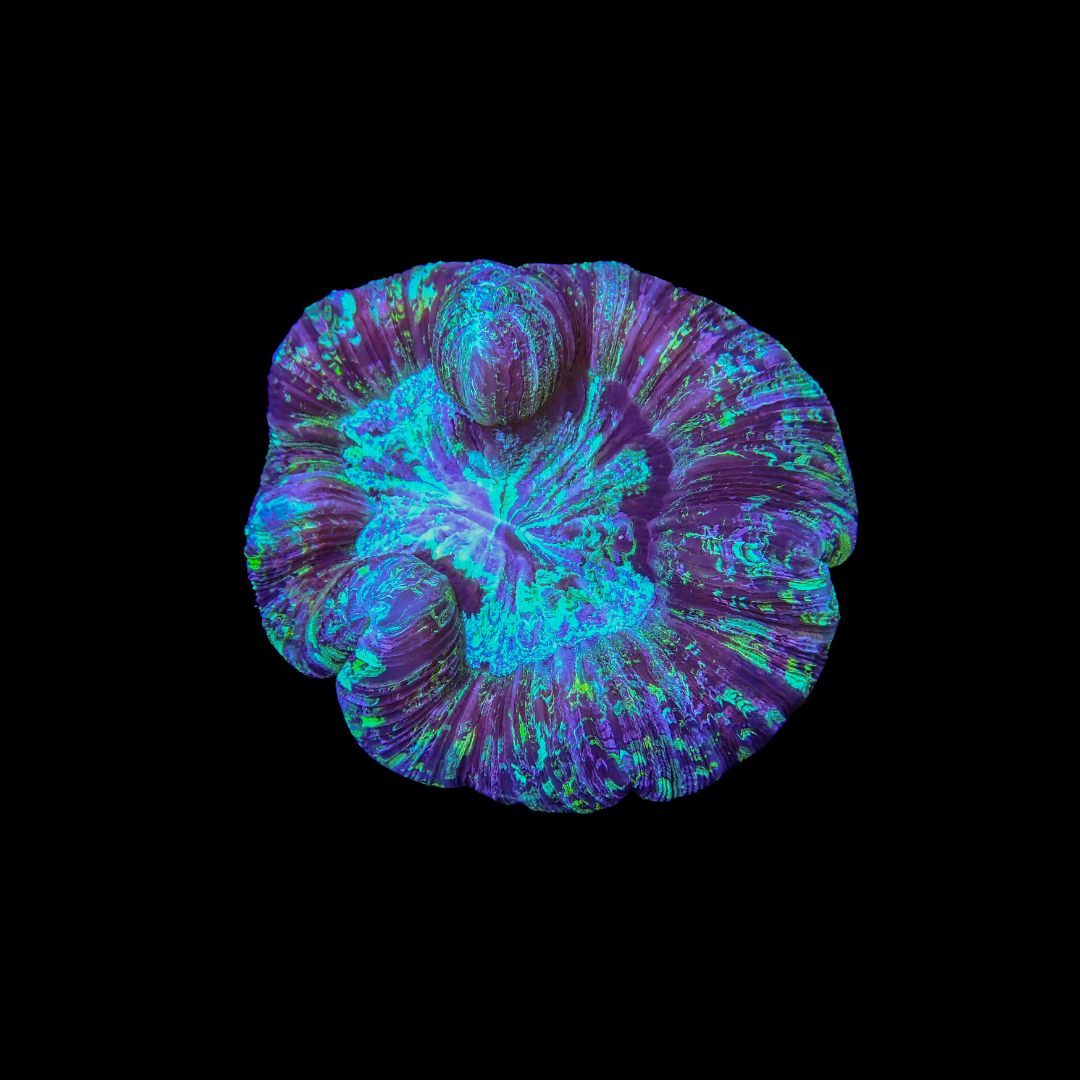 Rainbow Folded Brain 3 (Trachyphyllia radiata)