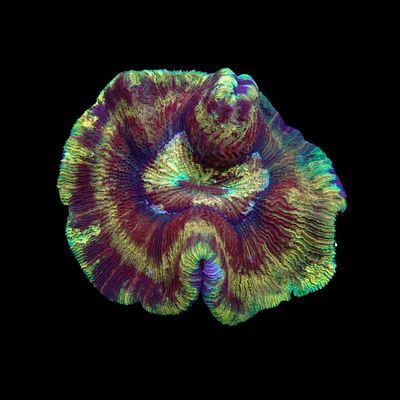 Wellso Folded Brain Coral 1 (Trachyphyllia radiata)