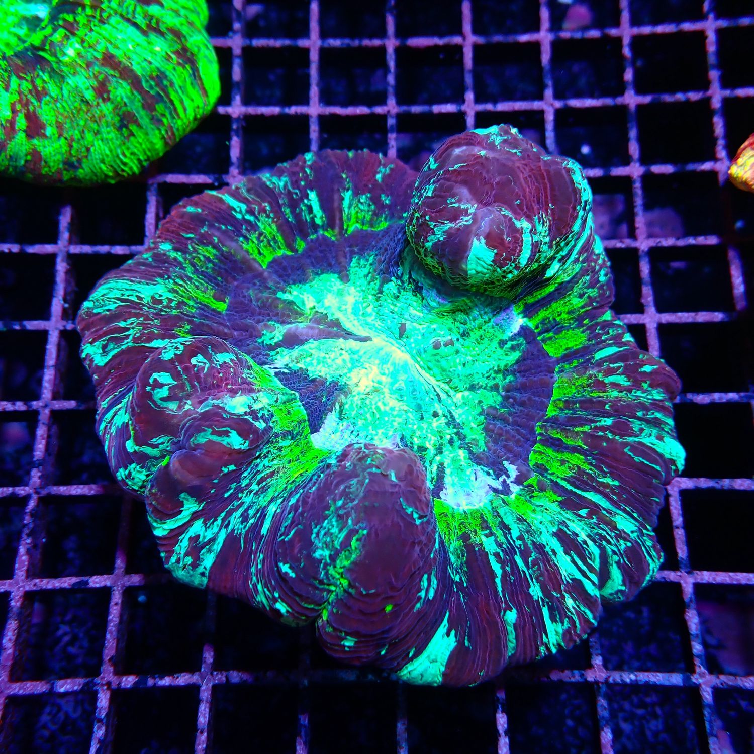 Wellso Folded Brain Coral 1 (Trachyphyllia radiata)