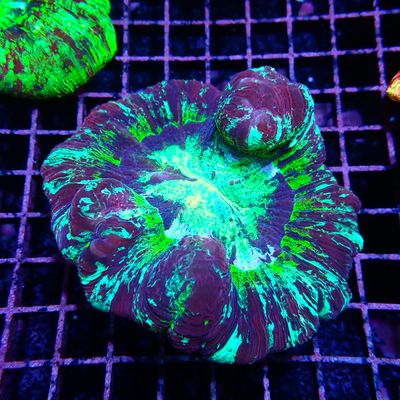 Wellso Folded Brain Coral 1 (Trachyphyllia radiata)