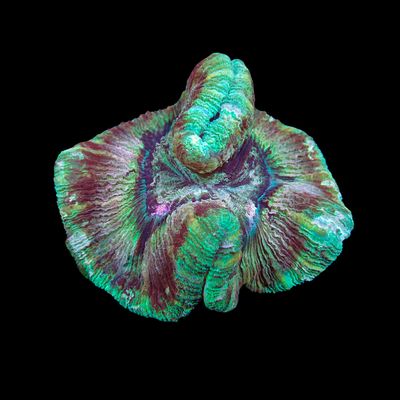 Wellso Folded Brain Coral 3 (Trachyphyllia radiata)