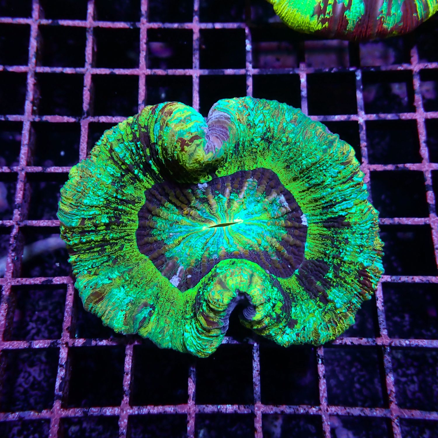 Wellso Folded Brain Coral 3 (Trachyphyllia radiata)