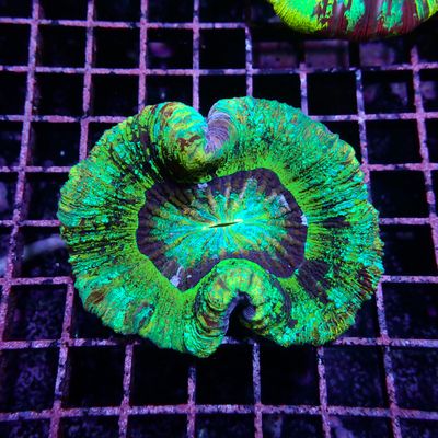 Wellso Folded Brain Coral 3 (Trachyphyllia radiata)