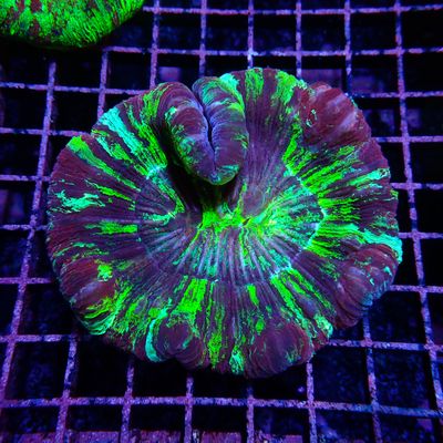 Wellso Folded Brain Coral 4 (Trachyphyllia radiata)