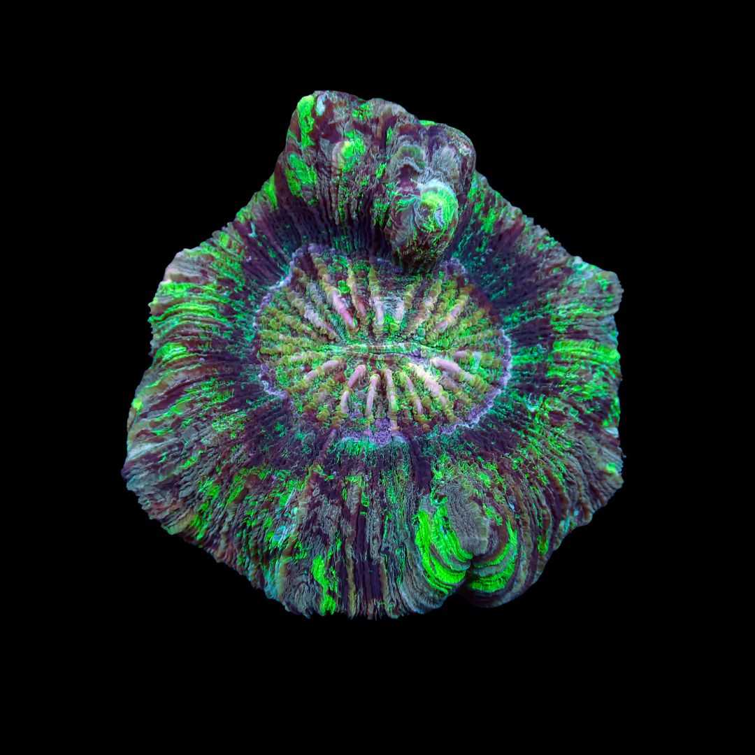 Wellso Folded Brain Coral 2 (Trachyphyllia radiata)