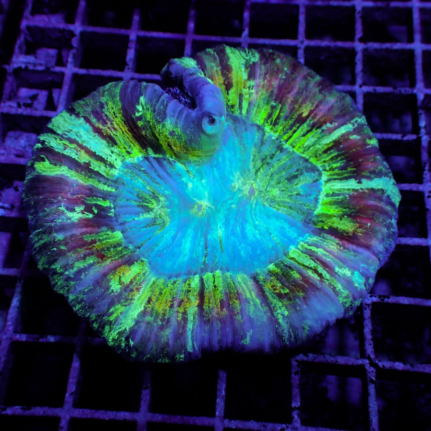 Wellso Folded Brain Coral 2 (Trachyphyllia radiata)