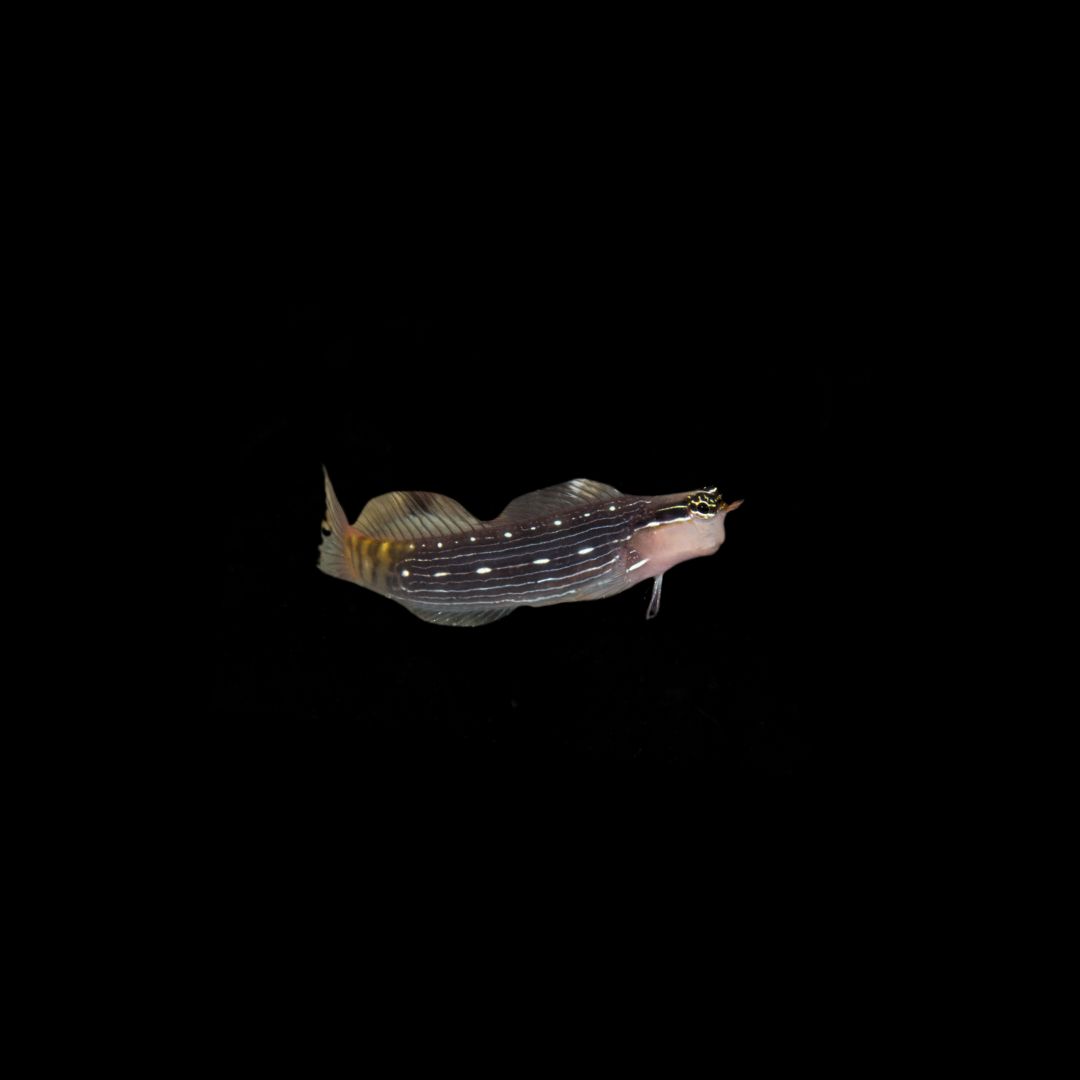 Pictus Blenny (Ecsenius Pictus)