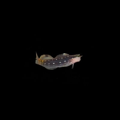 Pictus Blenny (Ecsenius Pictus)