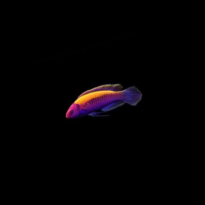 Orange Back Fairy Wrasse (Cirrhilabrus Aurantidorsalis)