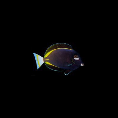 Gold Rim Tang (Acanthurus Acanthurus nigricans)