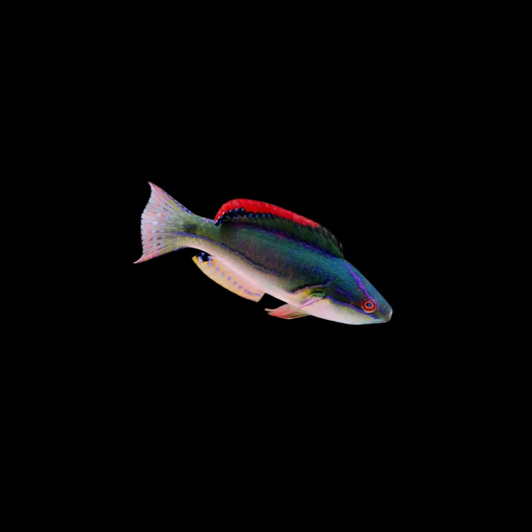 Exquisite Fairy Wrasse - Pacific (Cirrhilabrus Exquisitus)
