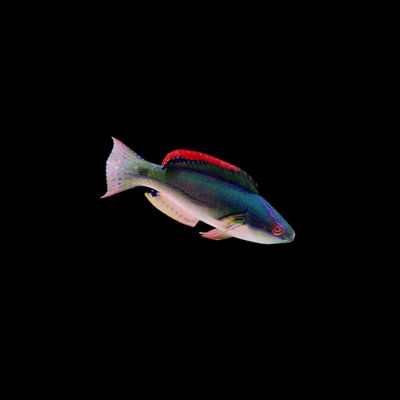 Exquisite Fairy Wrasse - Pacific (Cirrhilabrus Exquisitus)