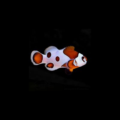 Orange Storm Clownfish (Ocellaris Sp.)